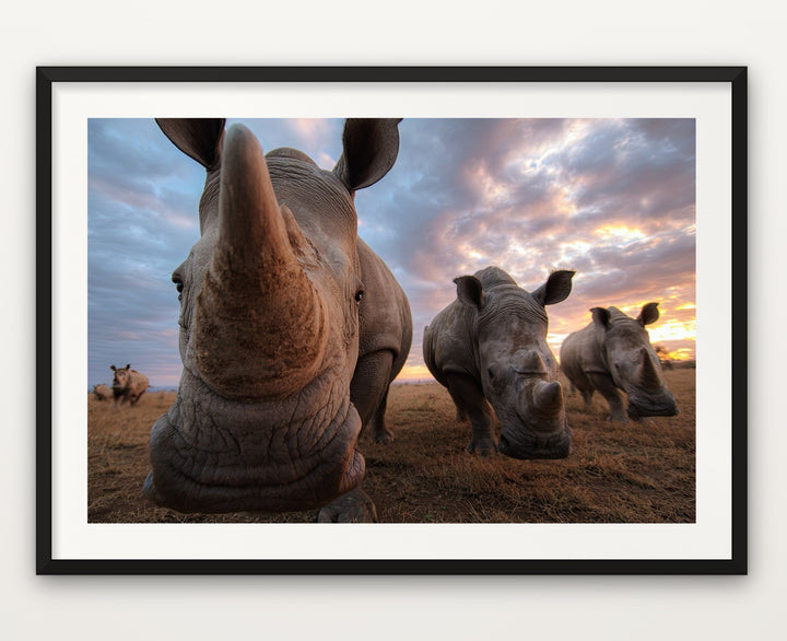 Rhino at Sunset