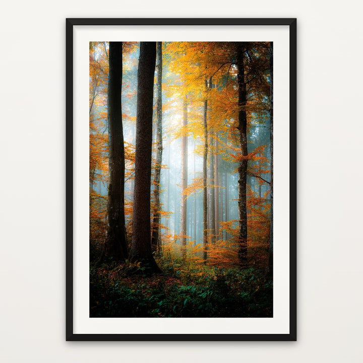 Misty Autumn Forest