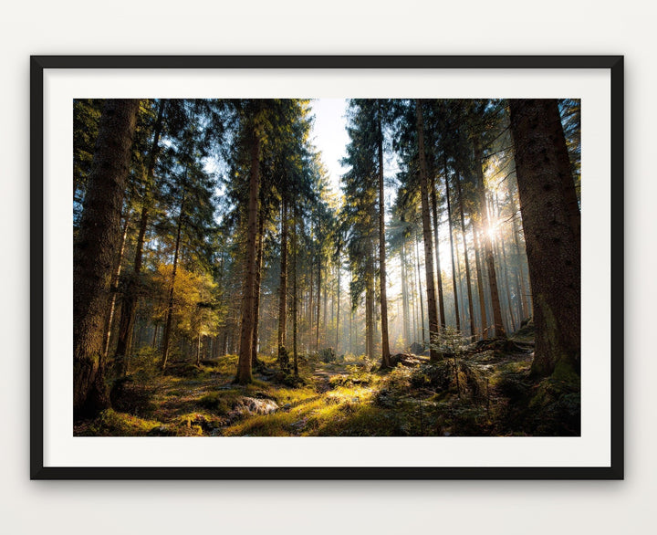 Black Forest Light