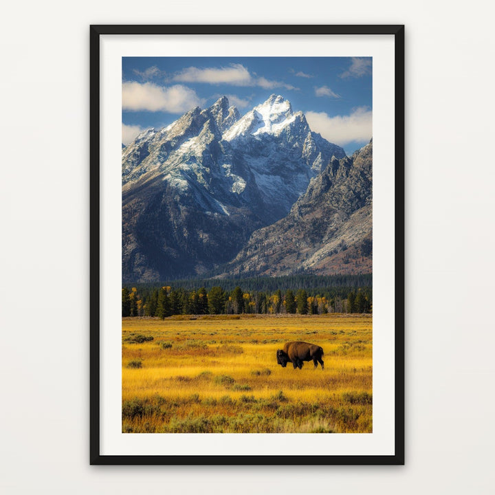 Lone Bison, Grand Teton
