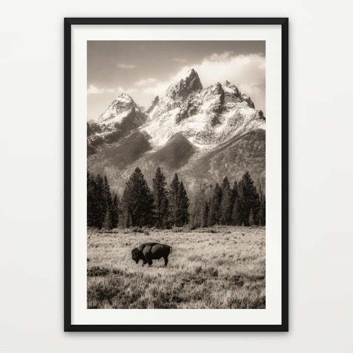 Teton Bison in Sepia