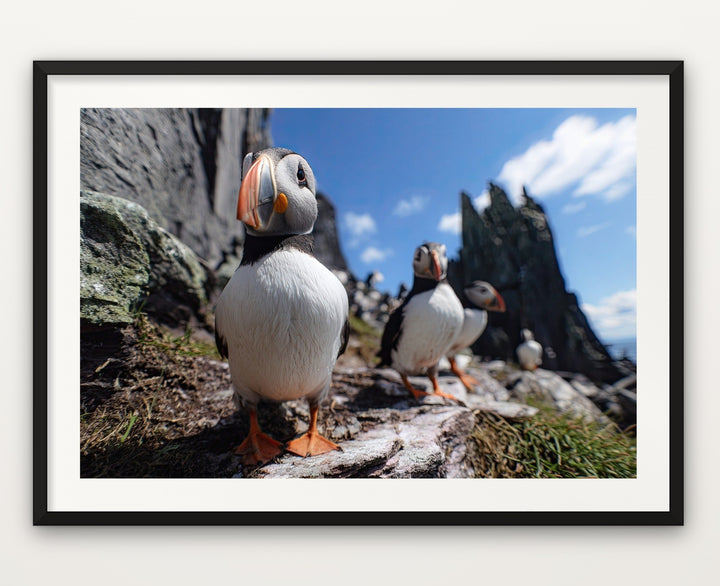 Skellig Puffins
