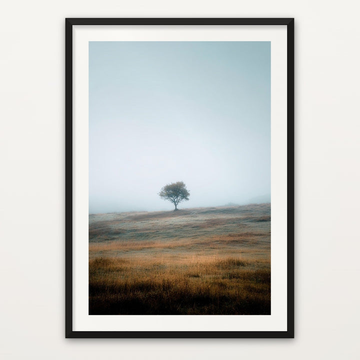 Lone Tree in Fog