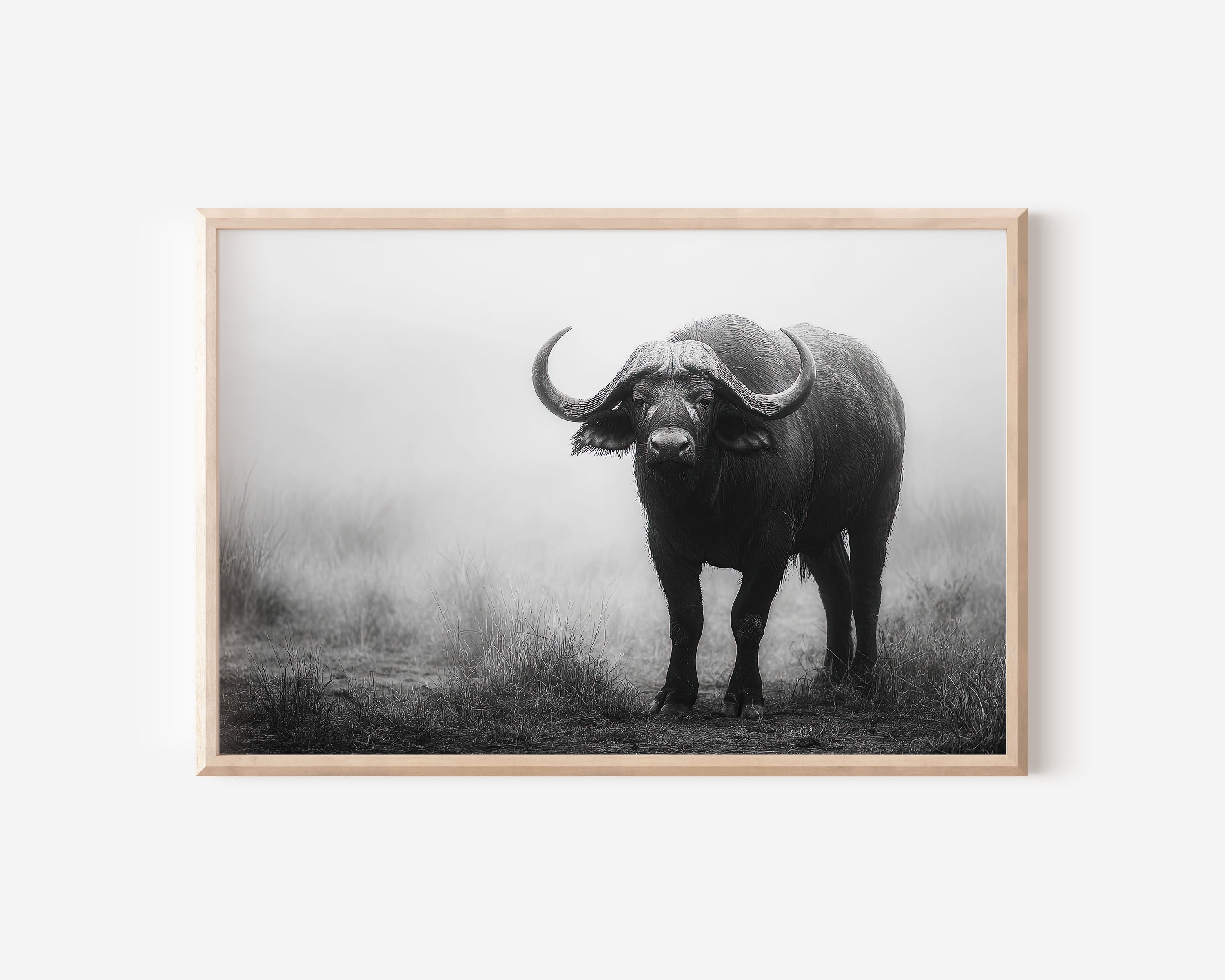 African Buffalo Black & White Wildlife Wall Art