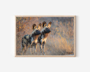 African Wild Dogs Wall Art Print