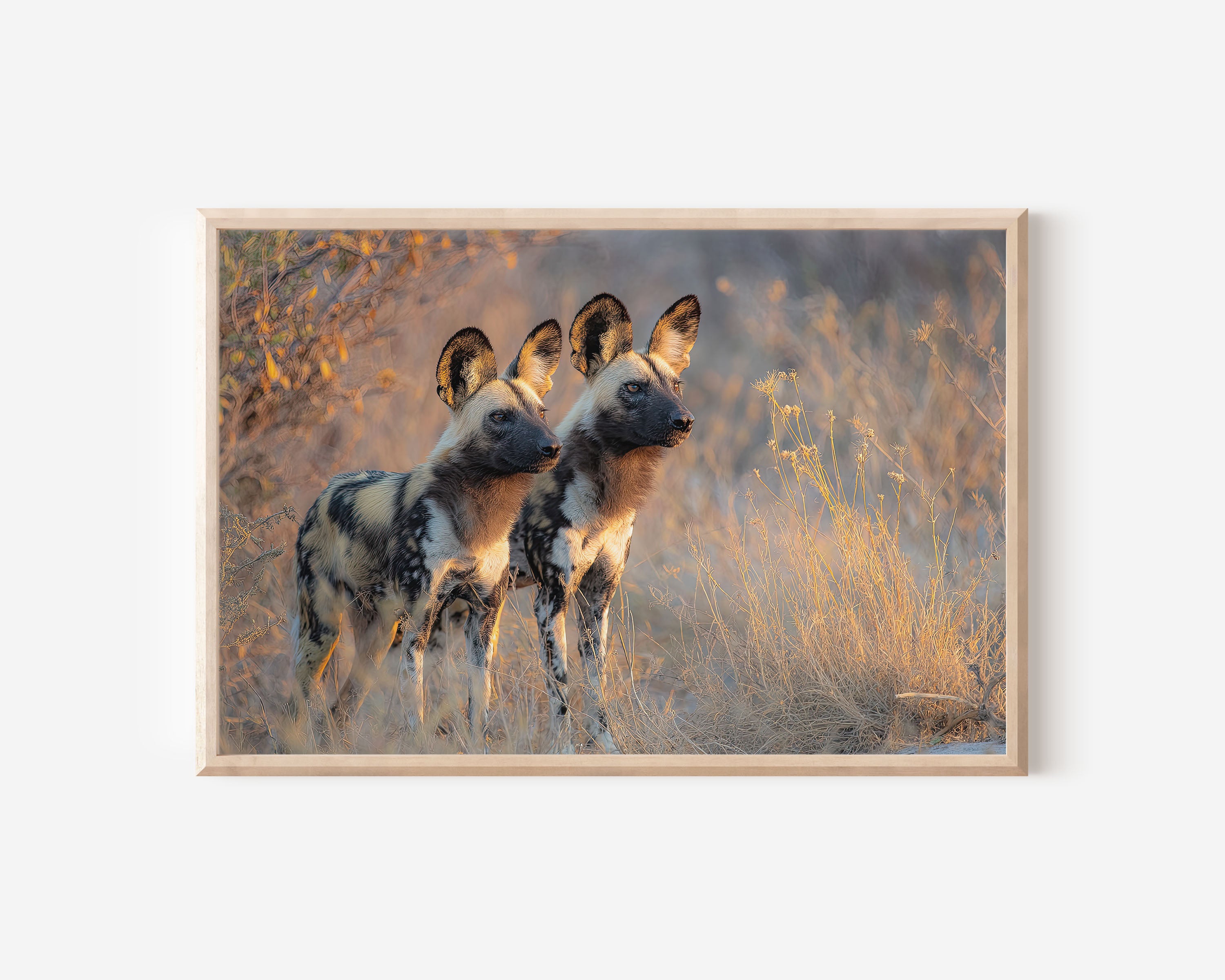 African Wild Dogs Wall Art Print