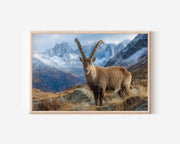 Alpine Guardian – Swiss Ibex Mountain Wall Art Print