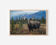 Northern Majesty – Alaskan Moose in the Wild Wall Art Print