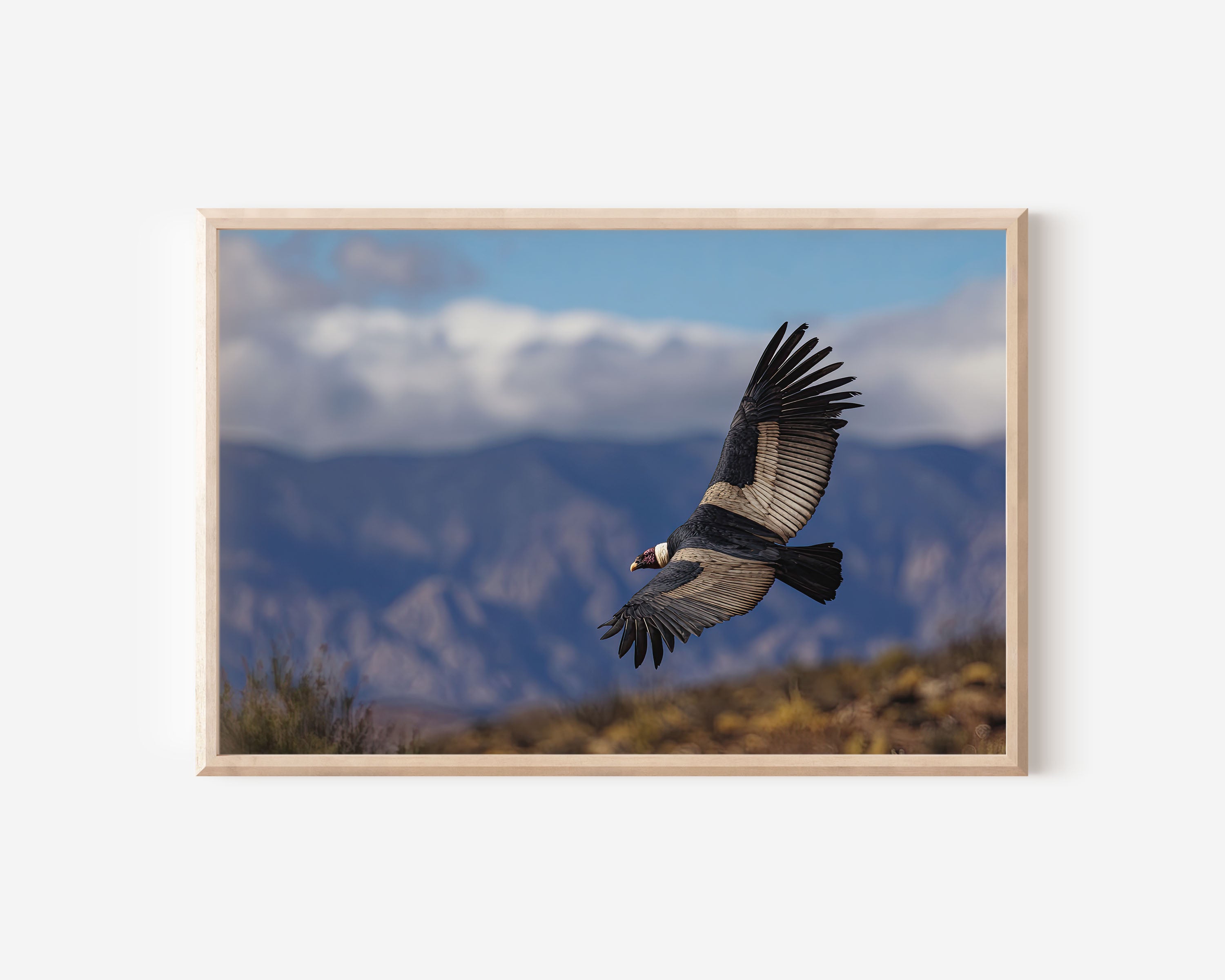 Andean Condor Wall Art – Patagonian Sky Wildlife Photography Print