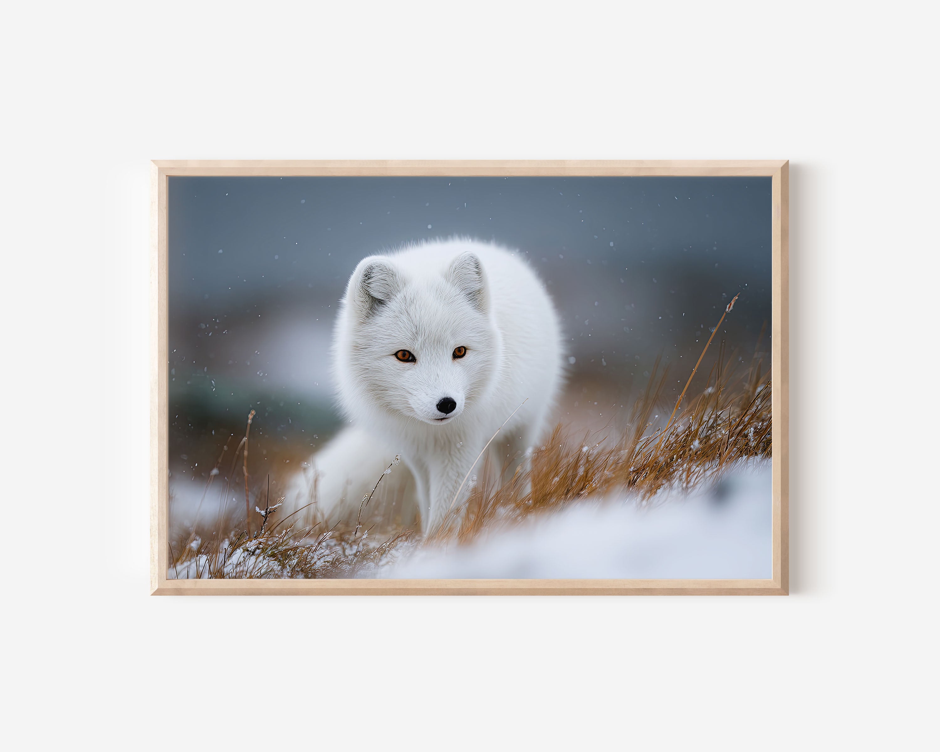 Arctic Fox Wall Art – Snow Wildlife Photography Print
