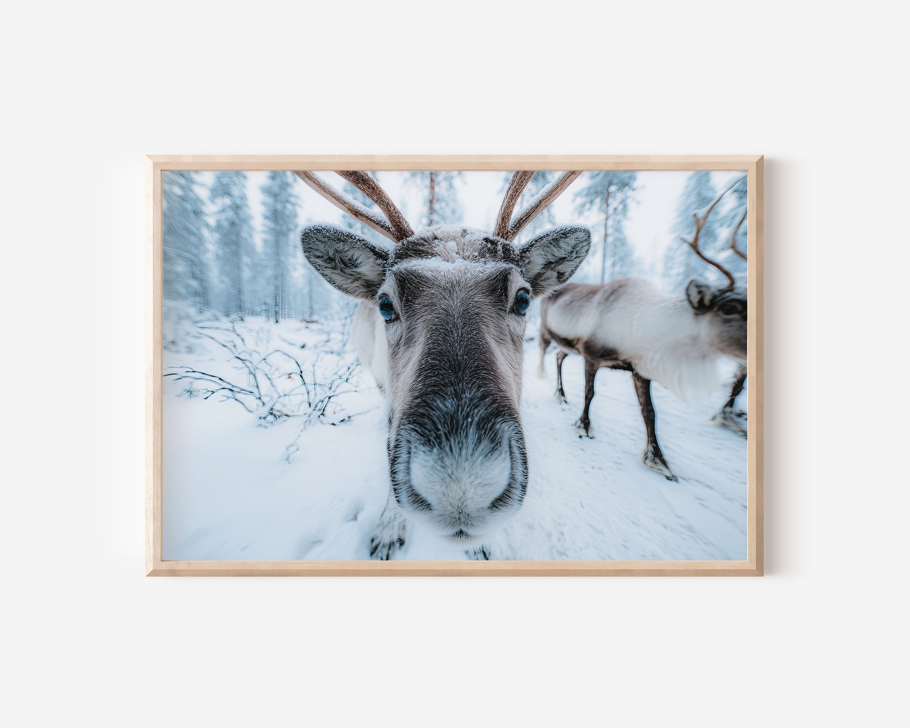 Lapland Reindeer Wall Art Print – Arctic Wildlife Photography