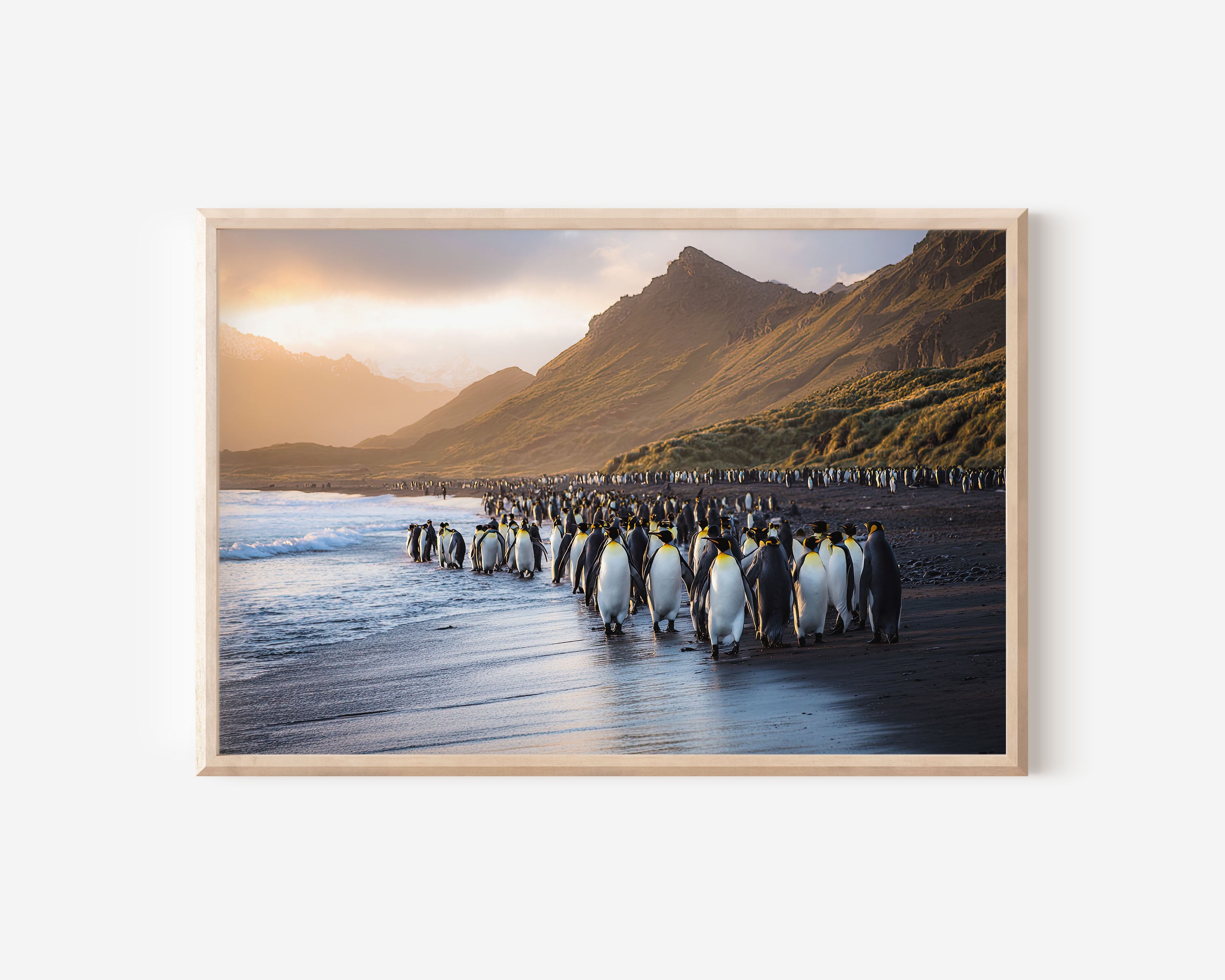 Golden March – King Penguins at South Georgia Wall Art Print