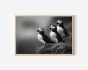 Atlantic Puffins Black & White Wildlife Wall Art