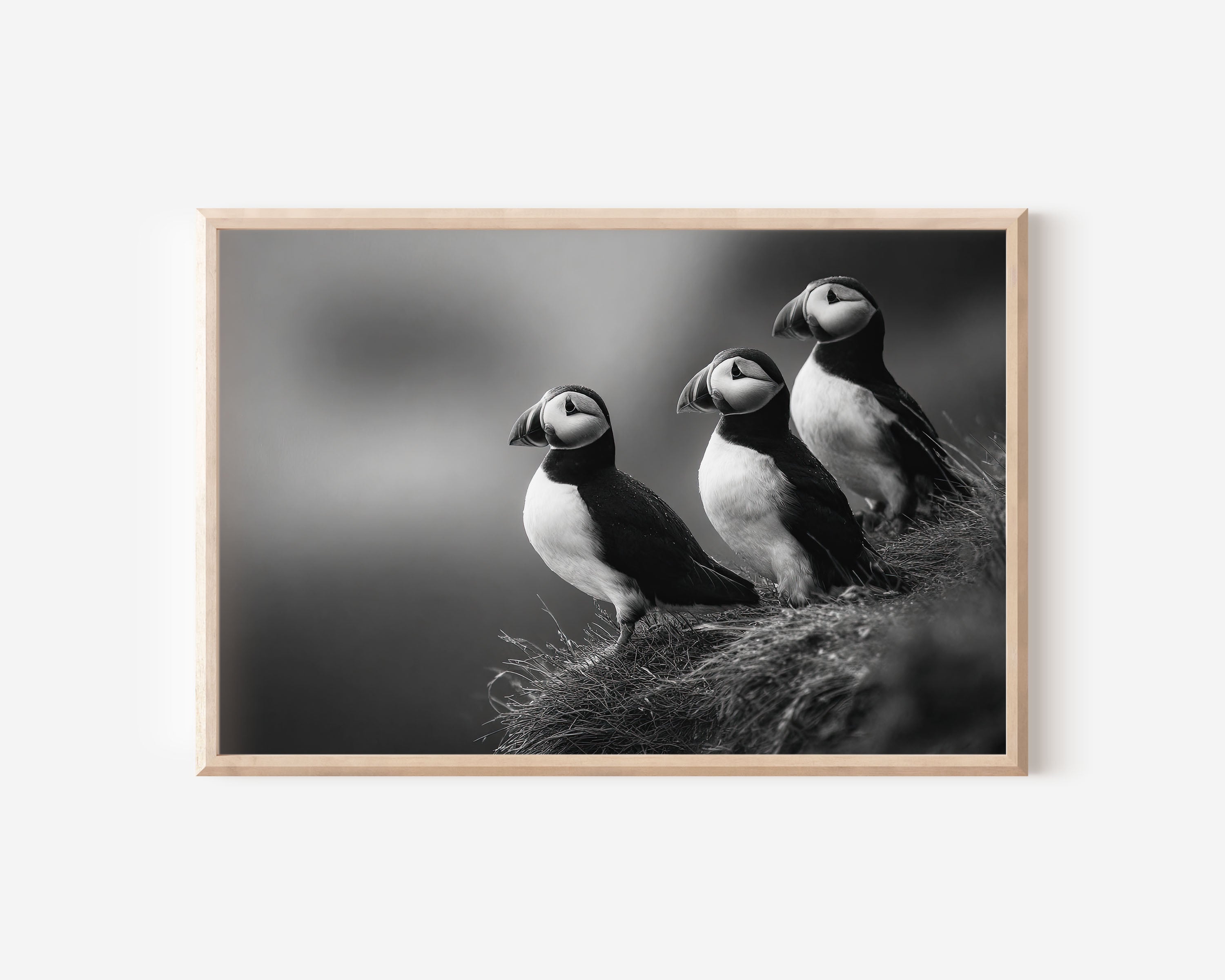 Atlantic Puffins Black & White Wildlife Wall Art