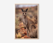 Australian Kangaroo Wall Art Print – Outback Wildlife Canvas & Framed Nature Decor