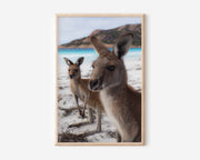 Australian Kangaroo Beach Wall Art Print – Coastal Wildlife Canvas & Framed Art, Ocean Landscape Decor