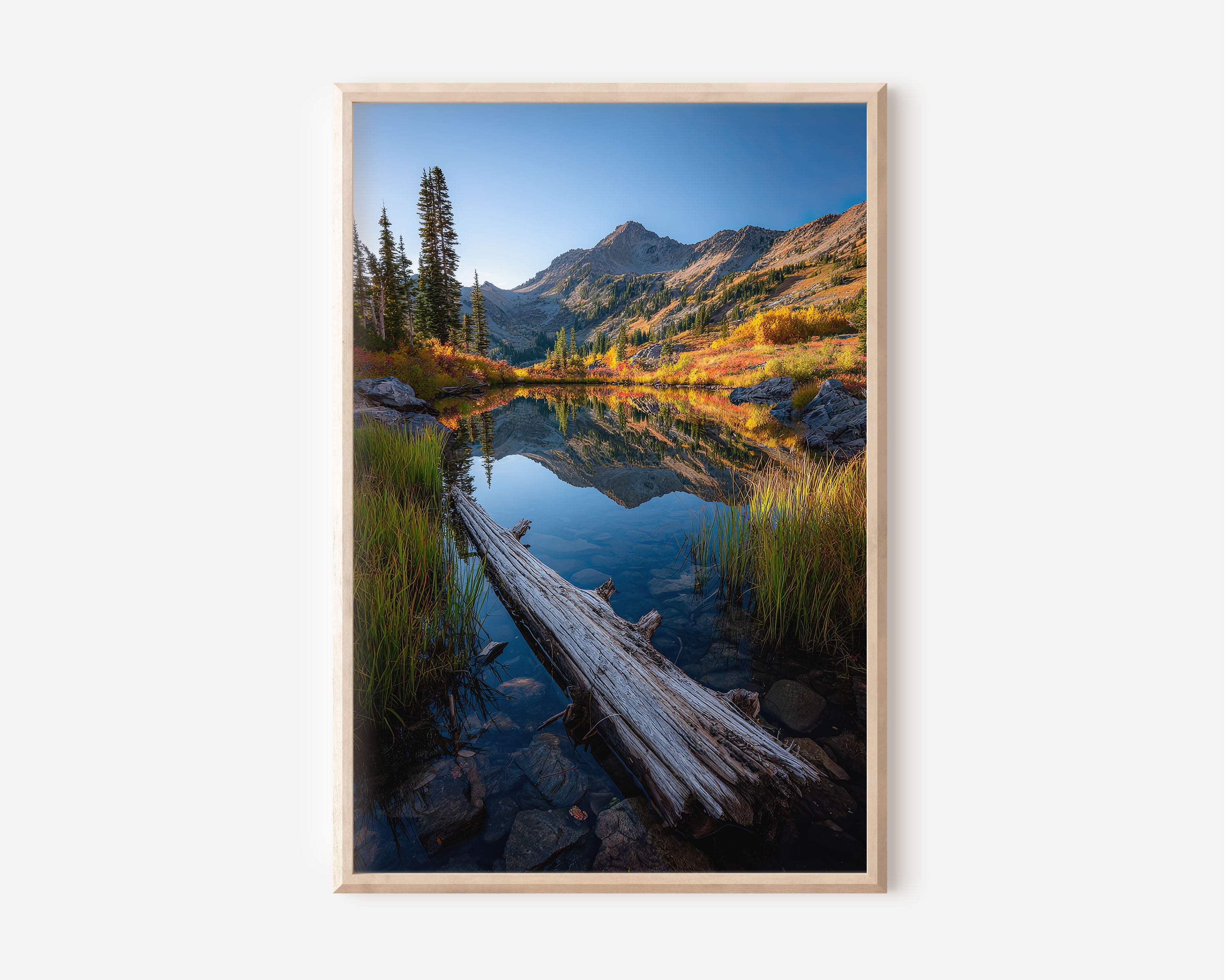 Autumn Alpine Pond Log Reflection Wall Art Print | Colorado Rocky Mountain Photography | Fall Foliage Wilderness Lake Poster