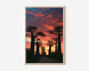 Avenue of the Baobabs Wall Art Print | Madagascar Sunset Photography | African Tree Landscape Poster | Exotic Nature Travel Print | Bold Dramatic Home Decor