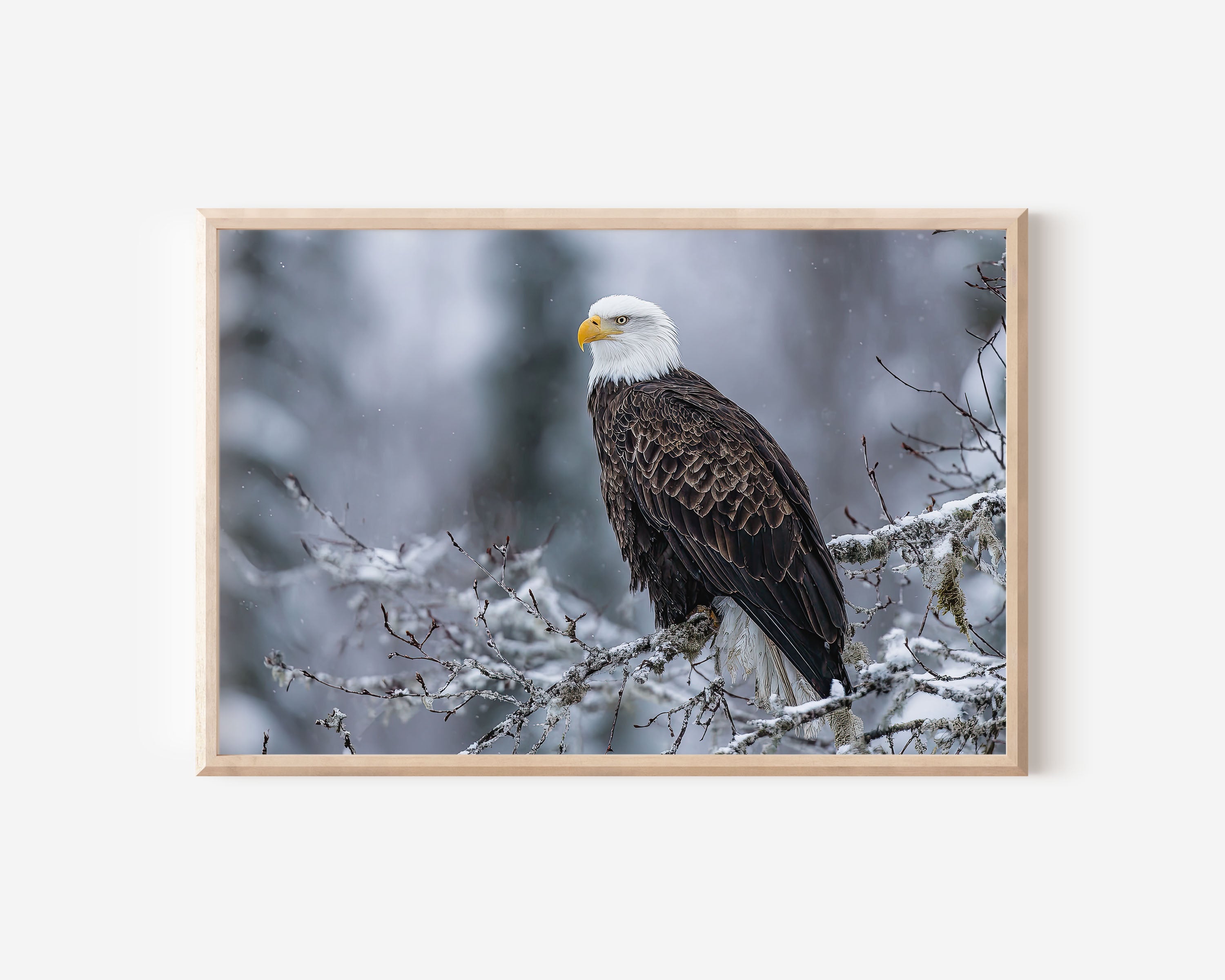 Bald Eagle Wall Art – Snow Wildlife Photography Print