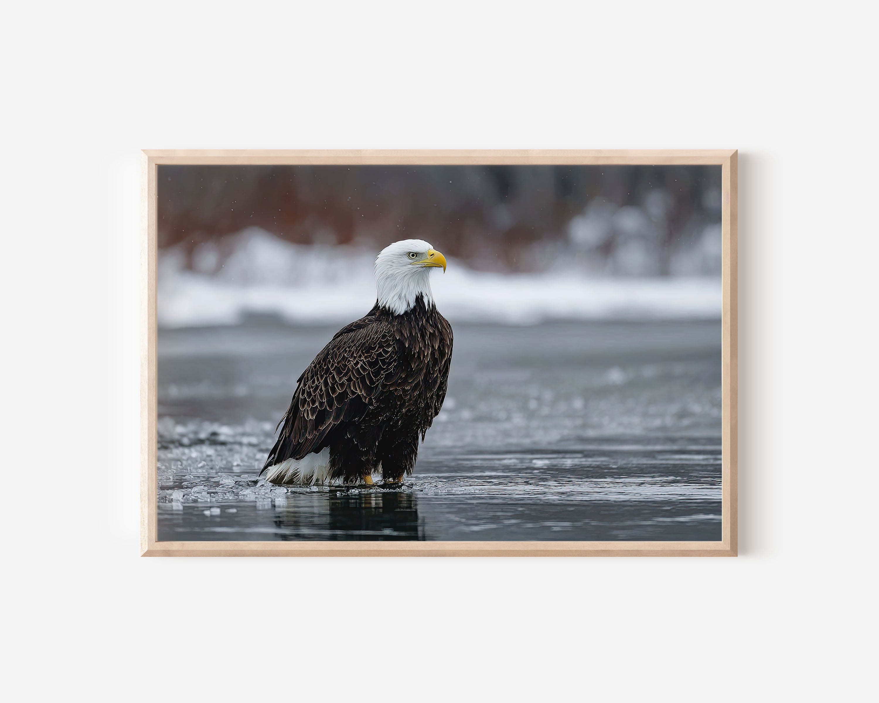 Bald Eagle Wall Art – Winter Wildlife Photography Print
