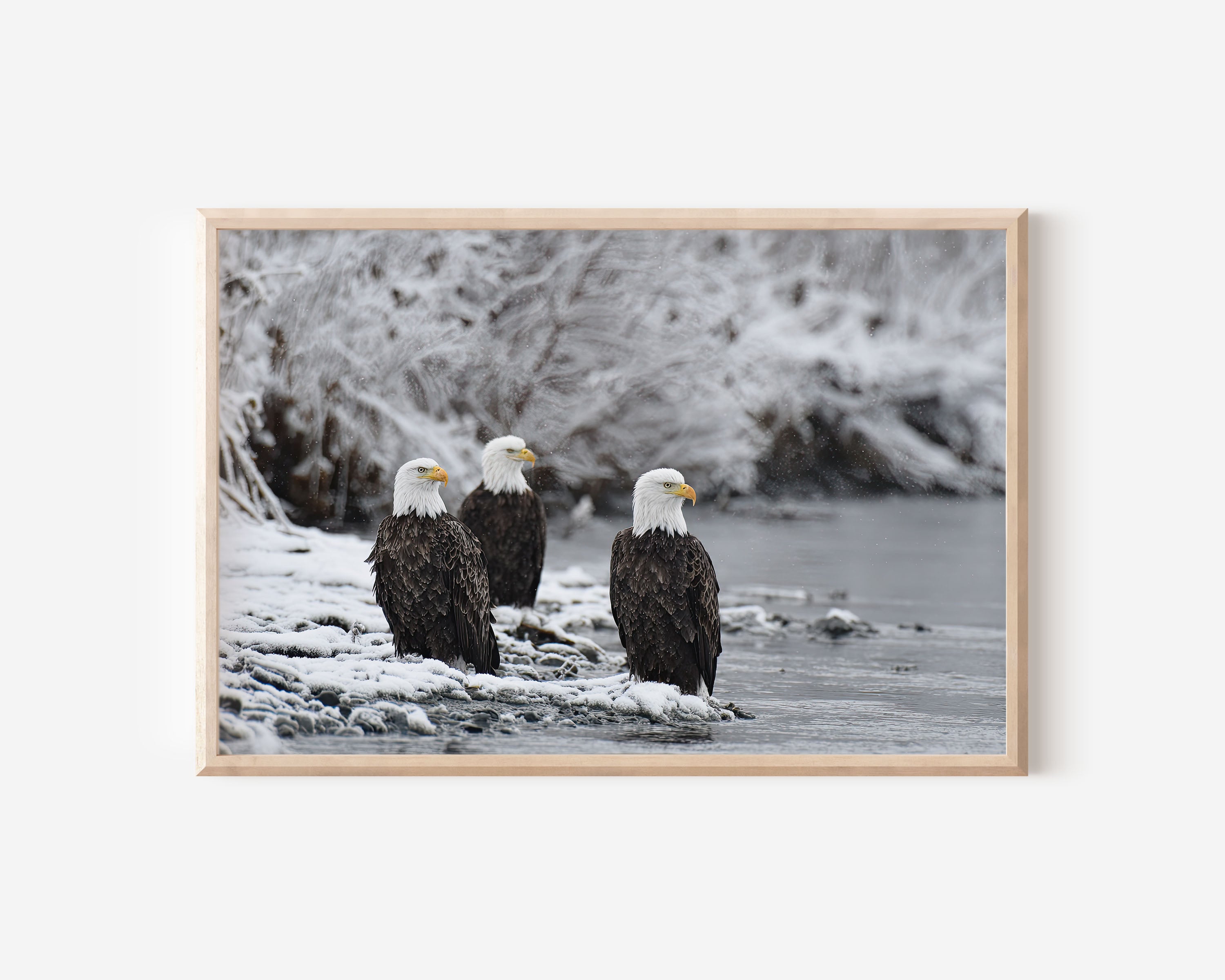 Bald Eagles Wall Art – Winter River Wildlife Photography Print