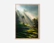 Bali Ubud Rice Terraces Sun Rays Wall Art | Indonesia Tropical Jungle Landscape Print | Bali Travel Photography