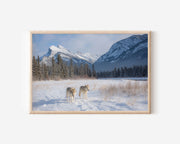 Banff Wolf Wall Art – Snow Mountain Wildlife Print