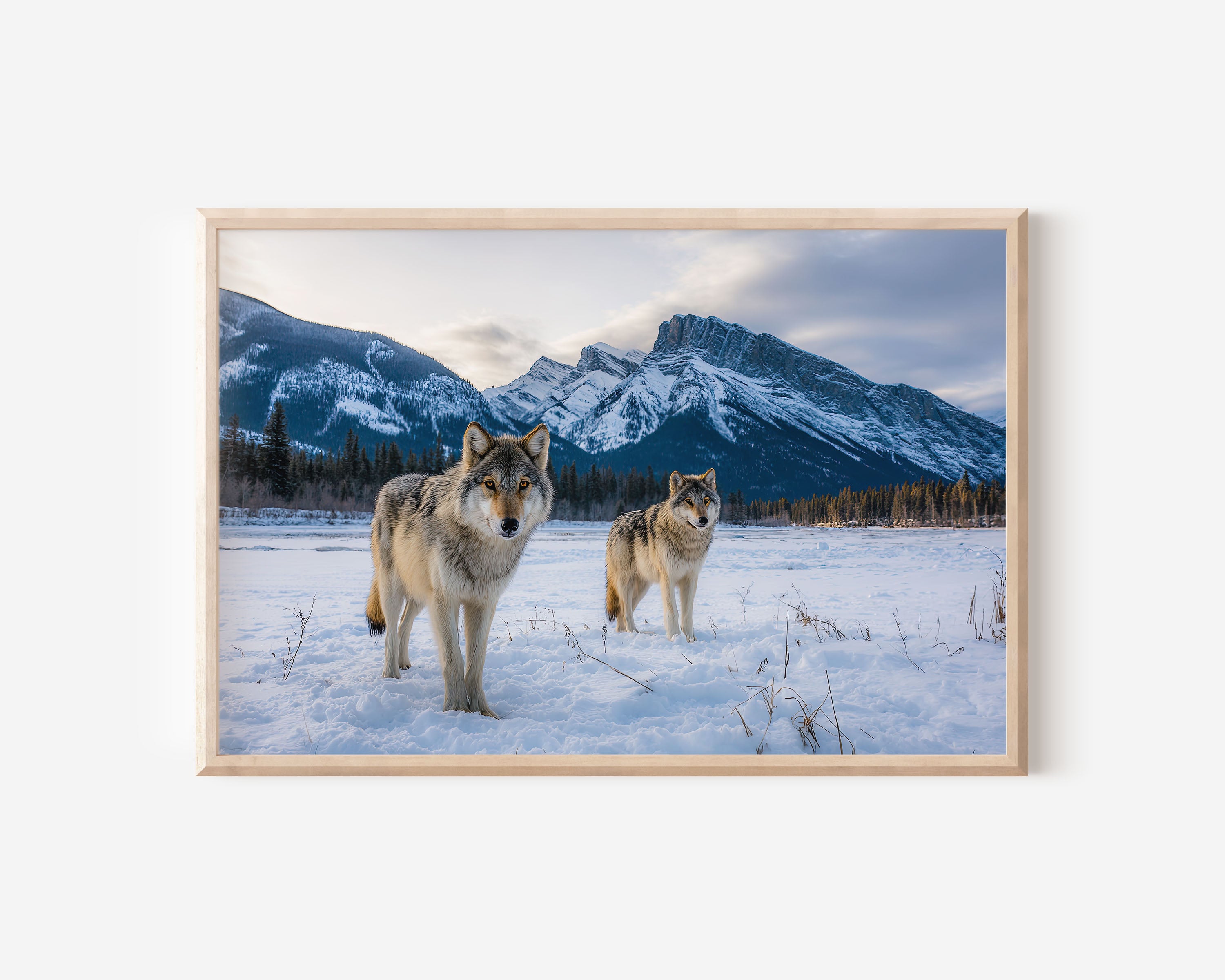 Banff Wolves Wall Art – Canadian Mountain Wildlife Print