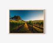 Barossa Valley Vineyard Row Wall Art Print | Australia Wine Art