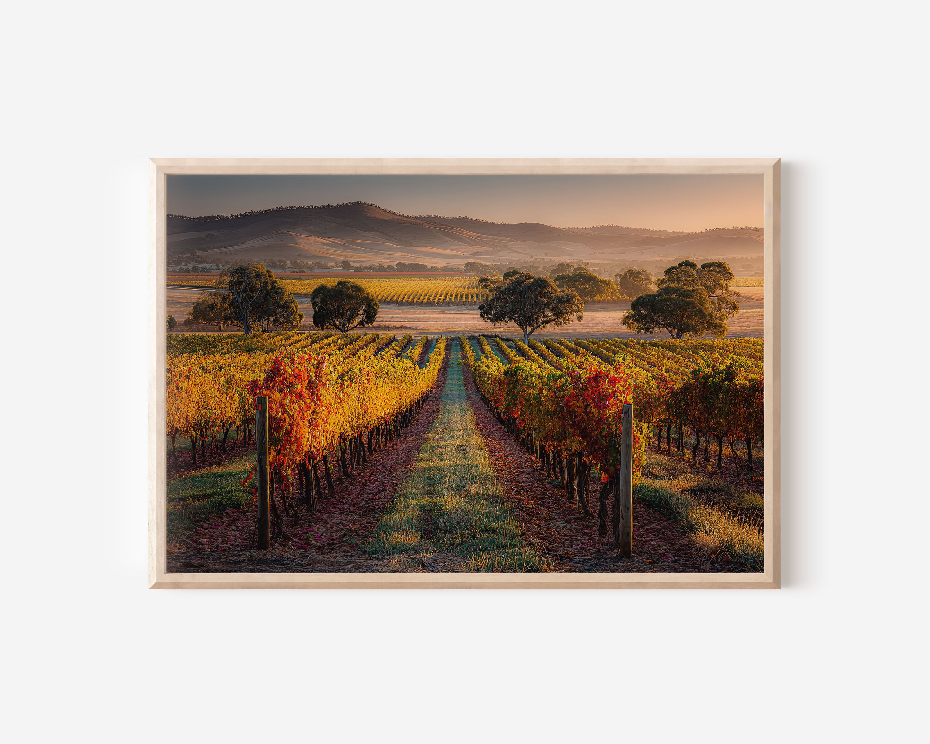 Barossa Valley Autumn Vineyard Wall Art | South Australia Print