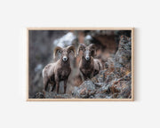 Bighorn Sheep Wall Art – Rocky Mountain Wildlife Photography Print