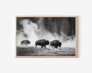 Bison Herd Black & White Wildlife Wall Art