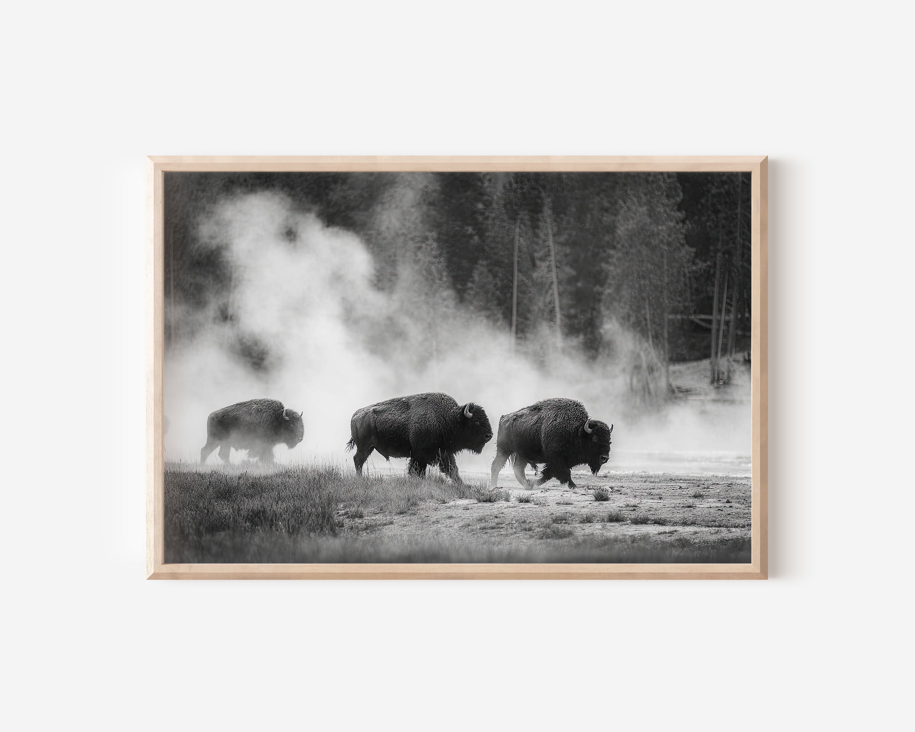 Bison Herd Black & White Wildlife Wall Art