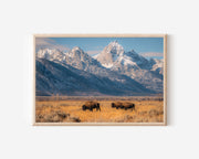 Grand Teton Bison Wall Art | Wyoming Wildlife Mountain Print