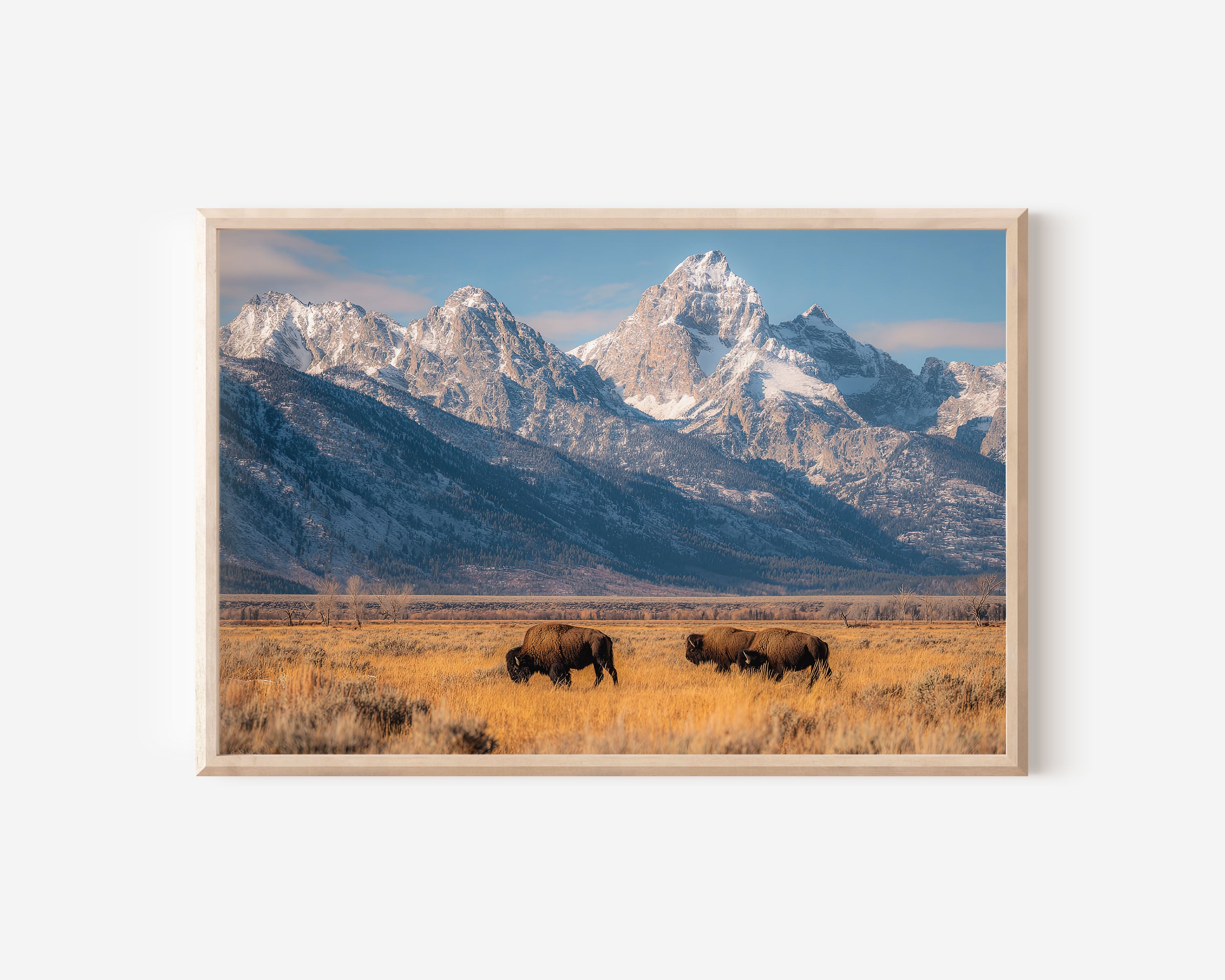 Grand Teton Bison Wall Art | Wyoming Wildlife Mountain Print