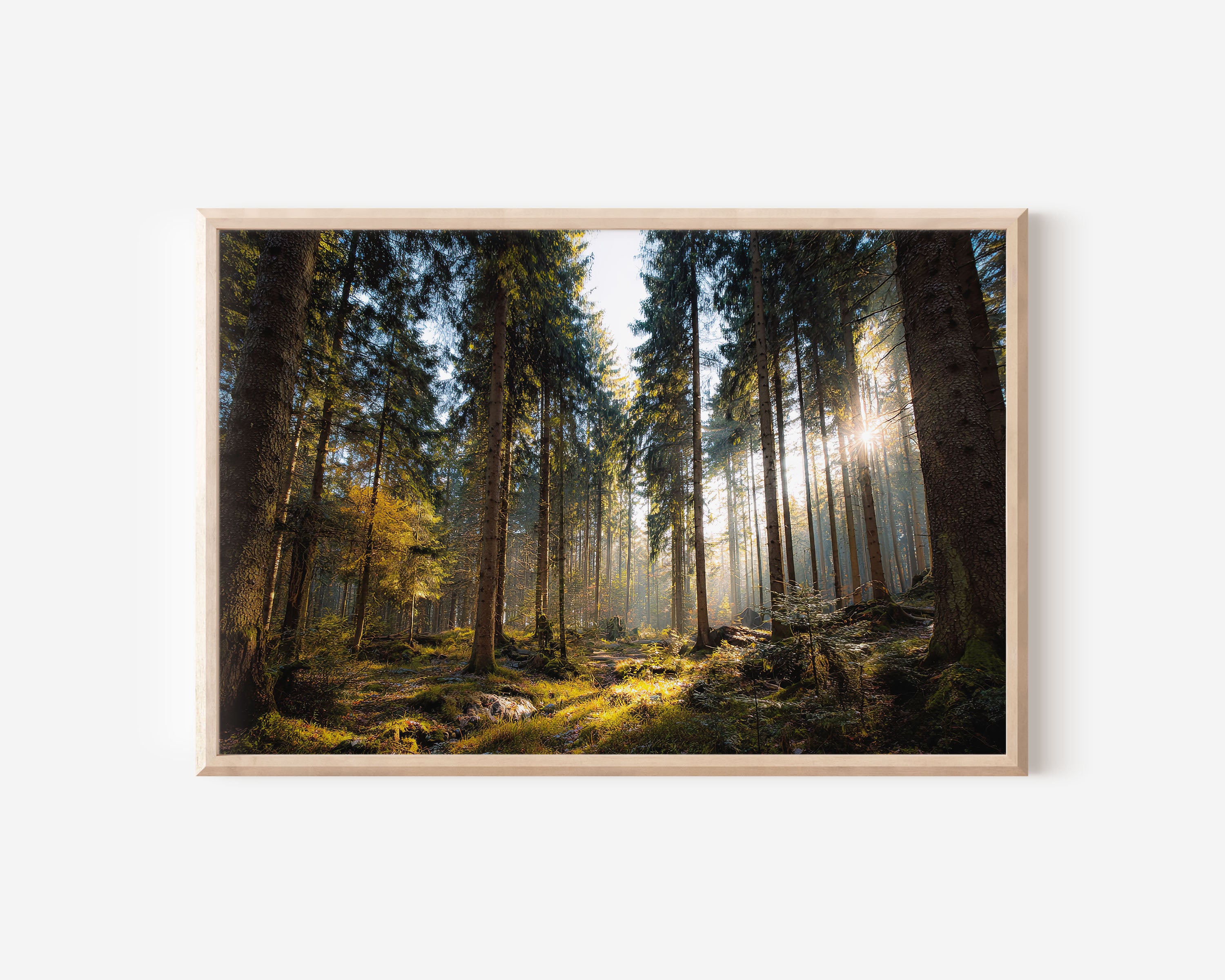 Black Forest Germany Sunlight Wall Art Print – Enchanted Woodland Canvas