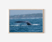 Blue Whale Wall Art – Sri Lanka Ocean Wildlife Photography Print