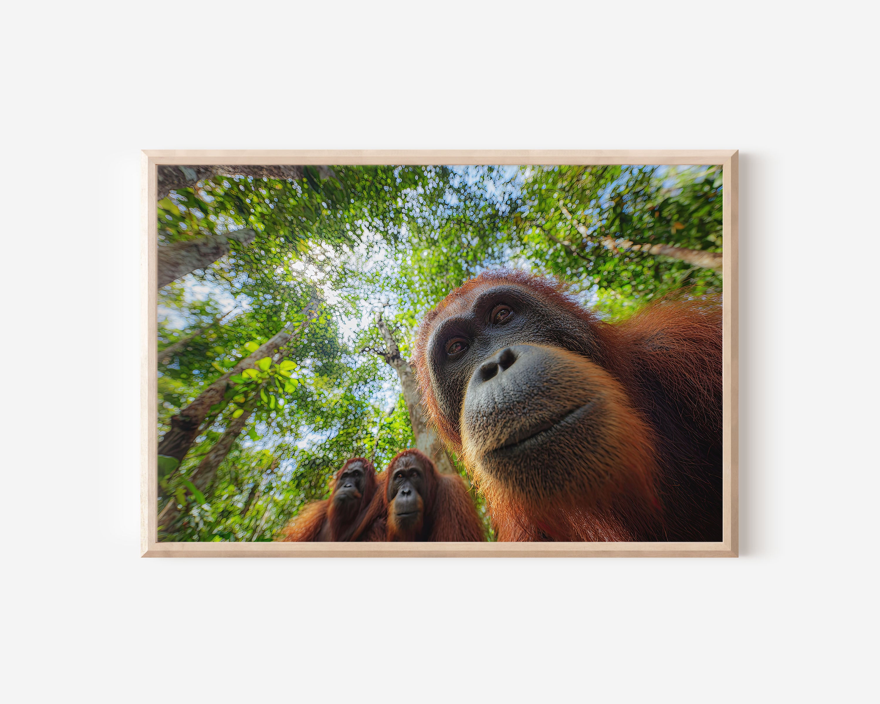 Orangutan Wall Art – Jungle Wildlife Photography Print