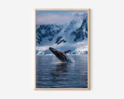 Breaching Whale Wall Art Print – Antarctica Ocean Canvas, Majestic Wildlife Decor
