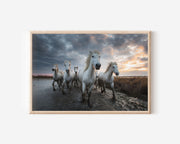 Camargue White Horses Wall Art – France Wildlife Print