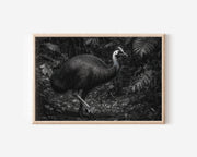 Cassowary Black & White Wildlife Wall Art