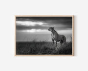 Cheetah in the Wild Black & White Wildlife Wall Art