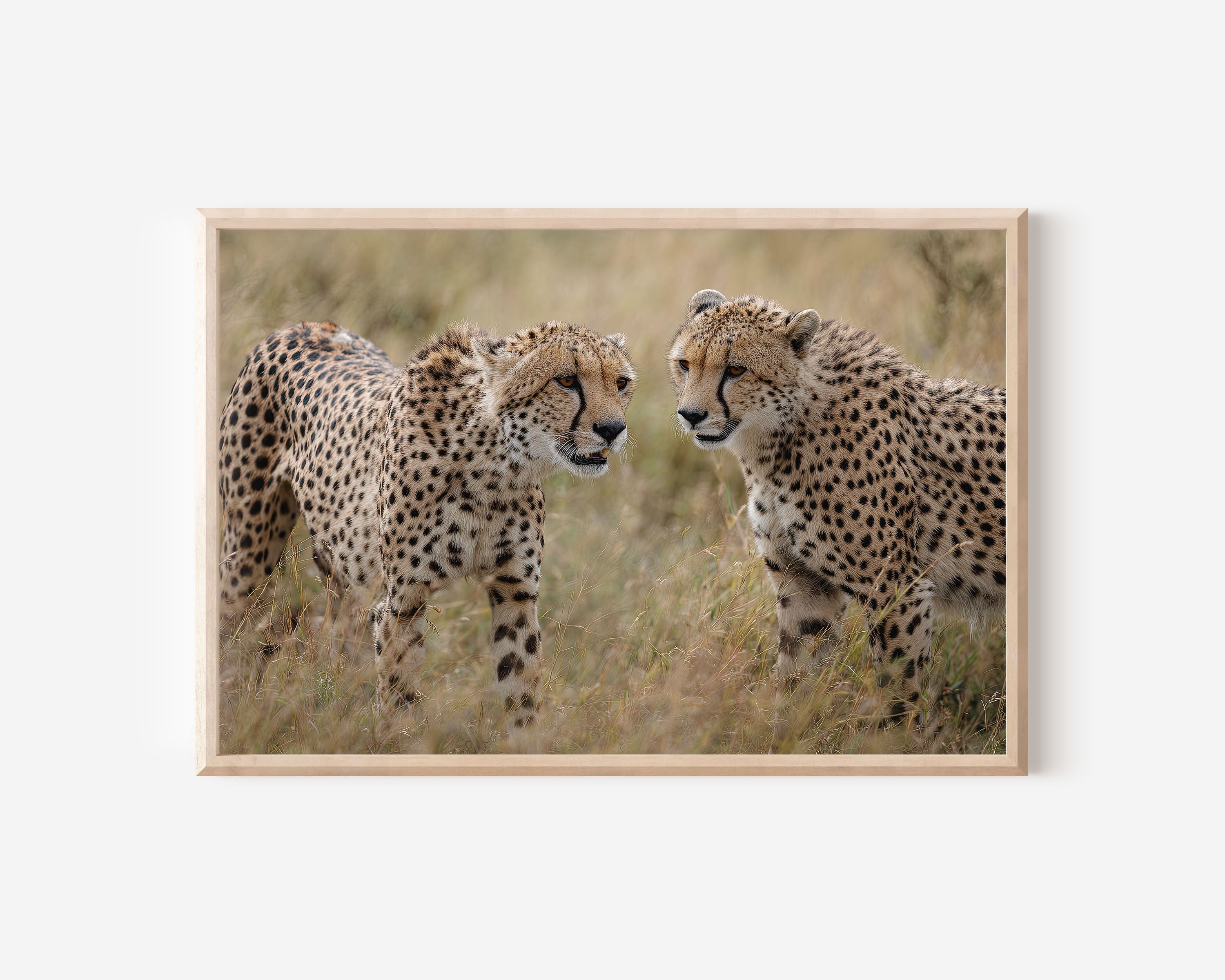 Cheetahs Wall Art – Maasai Mara Wildlife Photography Print
