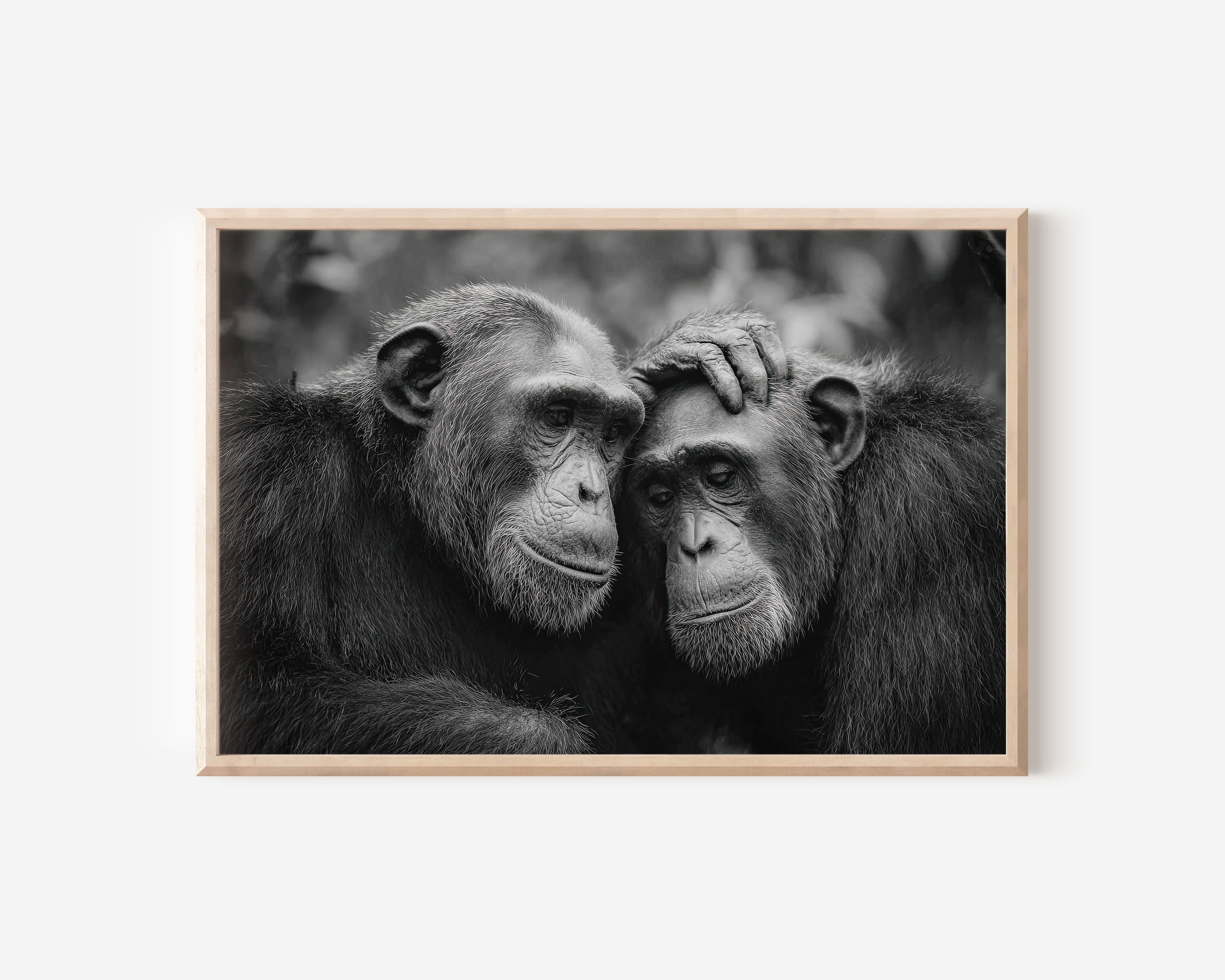 Chimpanzee Connection Black & White Wildlife Wall Art