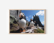 Skellig Puffins Wall Art Print – Coastal Wildlife Photography