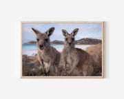 Coastal Companions – Kangaroos of Lucky Bay Wall Art Print