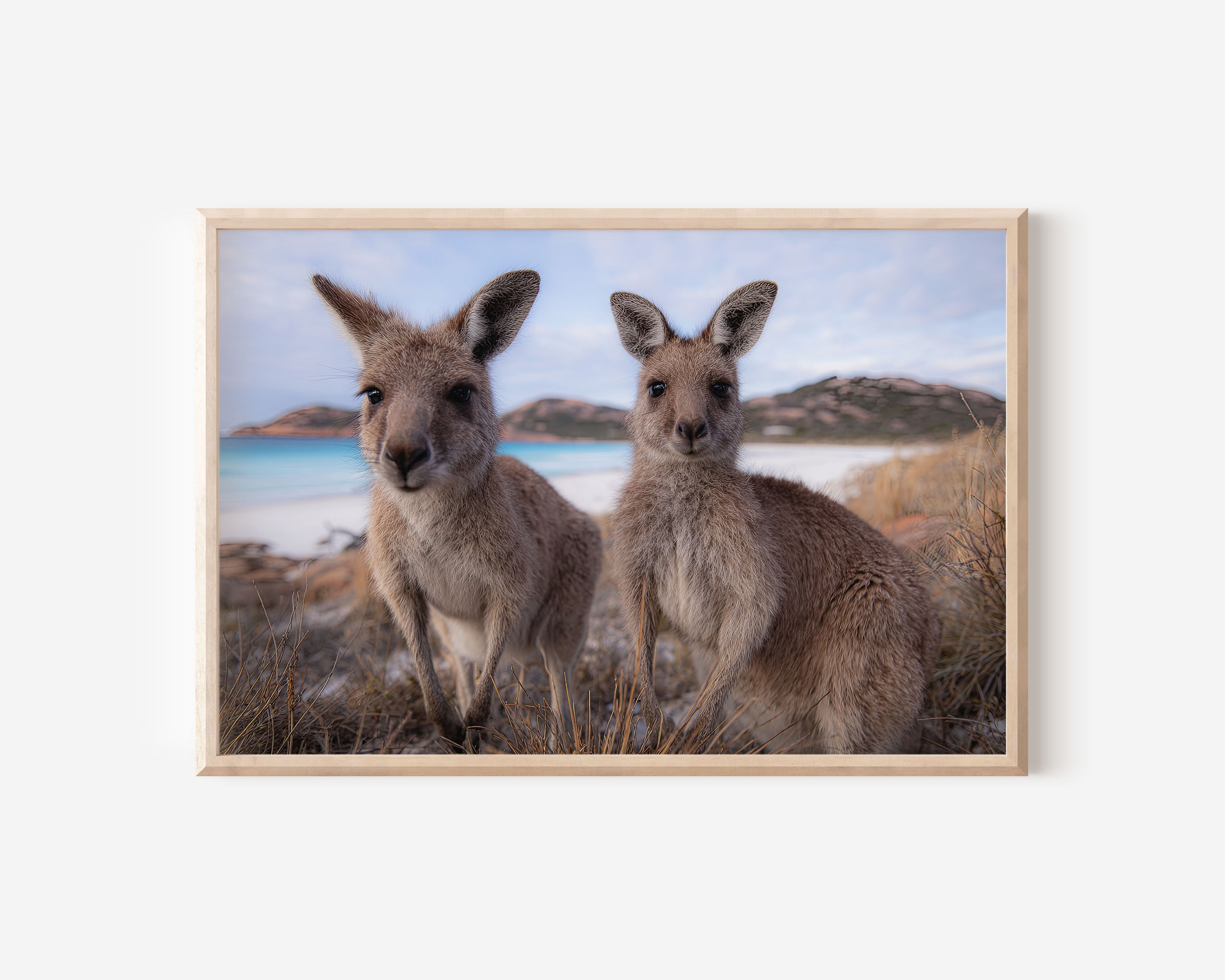 Coastal Companions – Kangaroos of Lucky Bay Wall Art Print