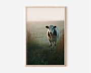 Cow in Morning Mist Field Wall Art | Moody Farmhouse Countryside Animal Print | Documentary Farm Photography Poster
