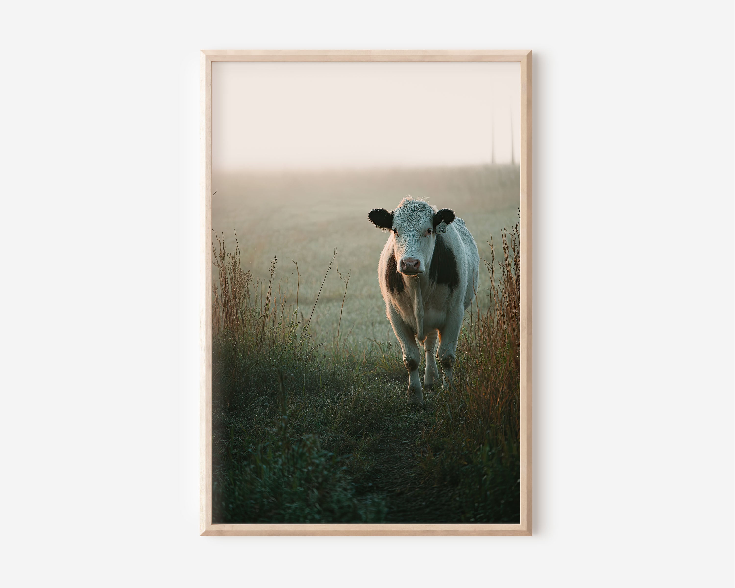 Cow in Morning Mist Field Wall Art | Moody Farmhouse Countryside Animal Print | Documentary Farm Photography Poster