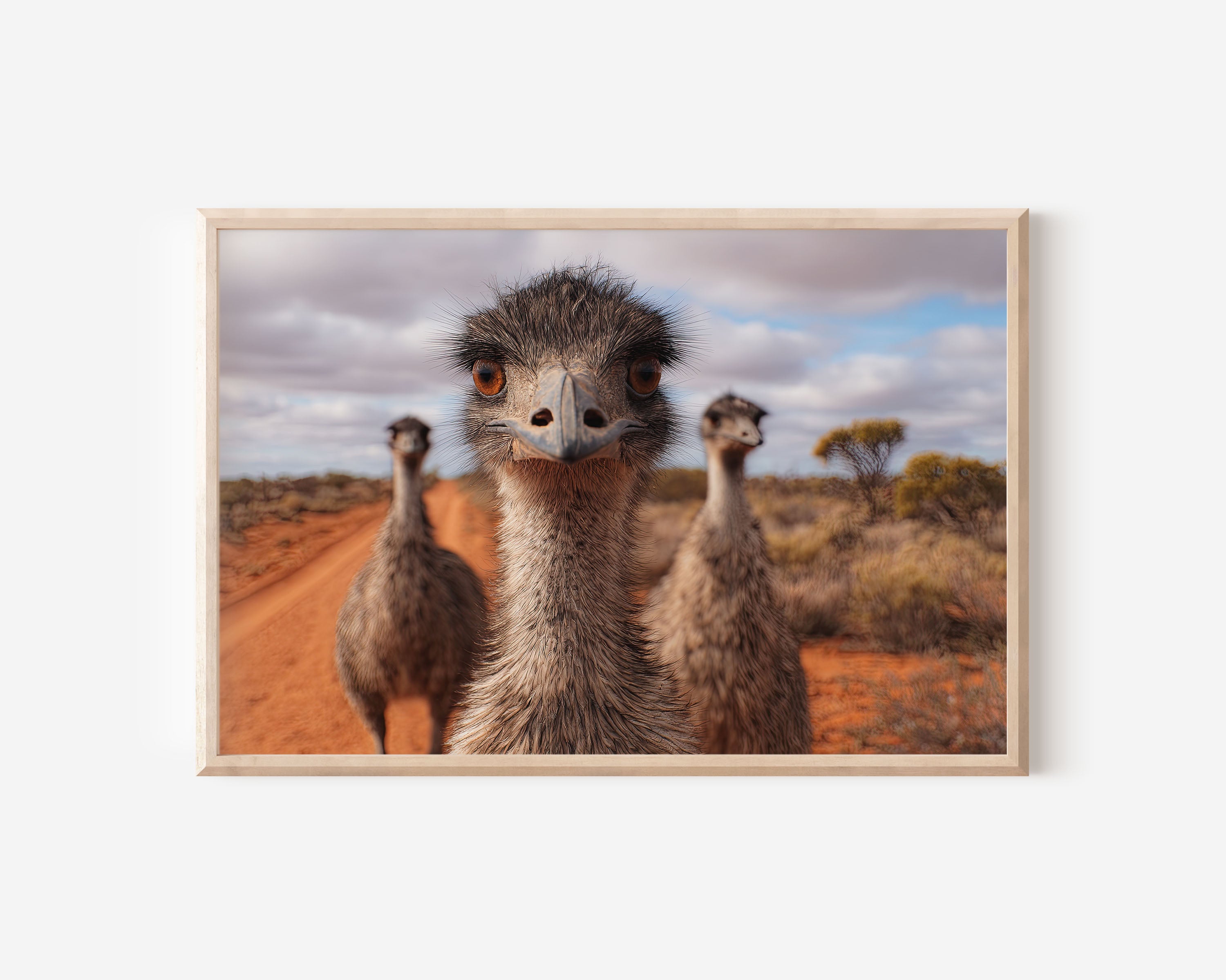 Curious Eyes – Emus of the Outback Wall Art Print